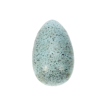 Light Aquamarine Speckled Egg